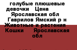 голубые плюшевые девочки › Цена ­ 2 000 - Ярославская обл., Гаврилов-Ямский р-н Животные и растения » Кошки   . Ярославская обл.